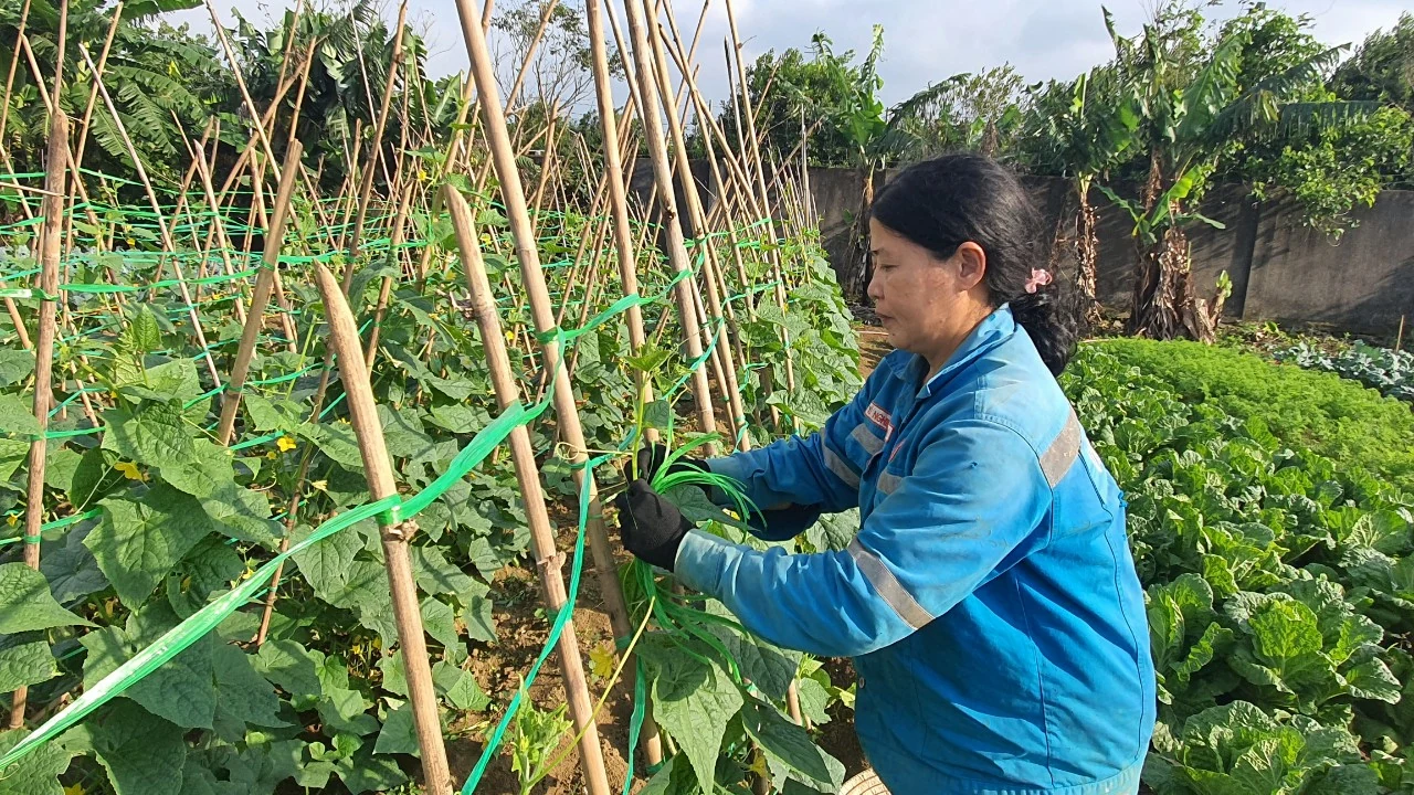 Đào tạo nghề cho lao động nông thôn vẫn còn nhiều bất cập