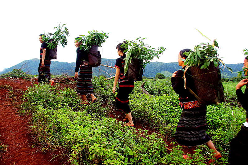 Nhịp sống vùng cao