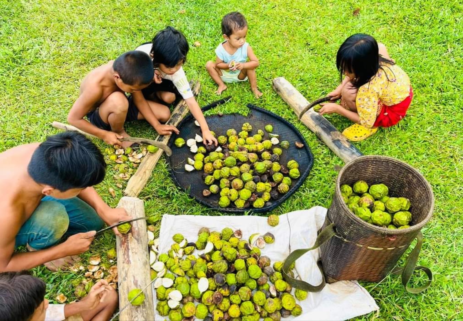 Quy hoạch ổn định vùng trồng trẩu 5.371 ha ở Đakrông và Hướng Hóa
