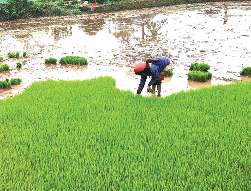 Đệp cù cha, tính cuộc “vuông tròn”