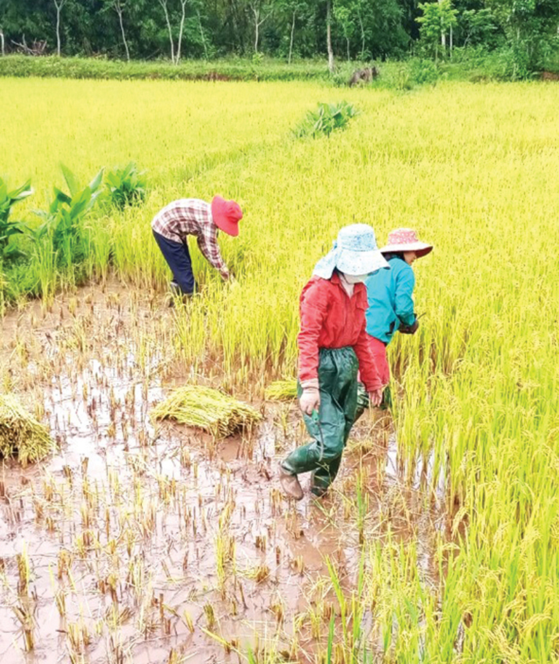 Đệp cù cha, tính cuộc “vuông tròn”