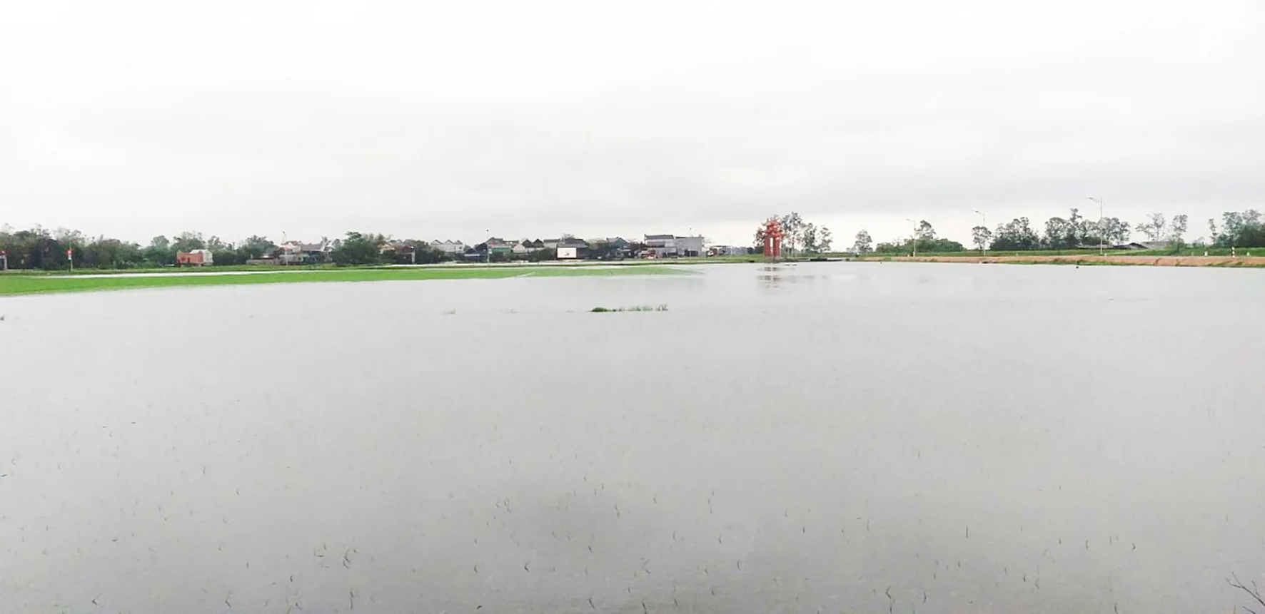 Hải Lăng: Mưa lớn gây ngập úng trên 1.000 ha lúa đông xuân