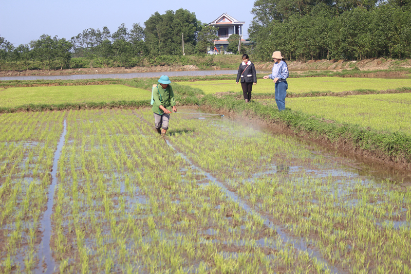 Triển khai mô hình trồng lúa canh tác tự nhiên ở Triệu Sơn