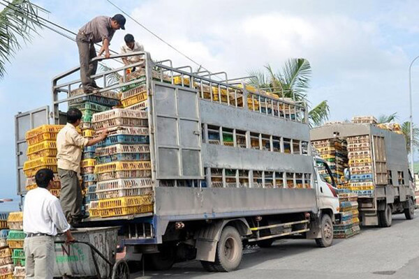 Xử lý nghiêm các trường hợp nhập lậu, vận chuyển trái phép gia cầm, sản phẩm gia cầm