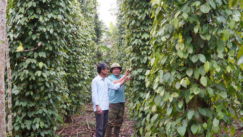 Người nặng lòng với thương hiệu tiêu Cùa
