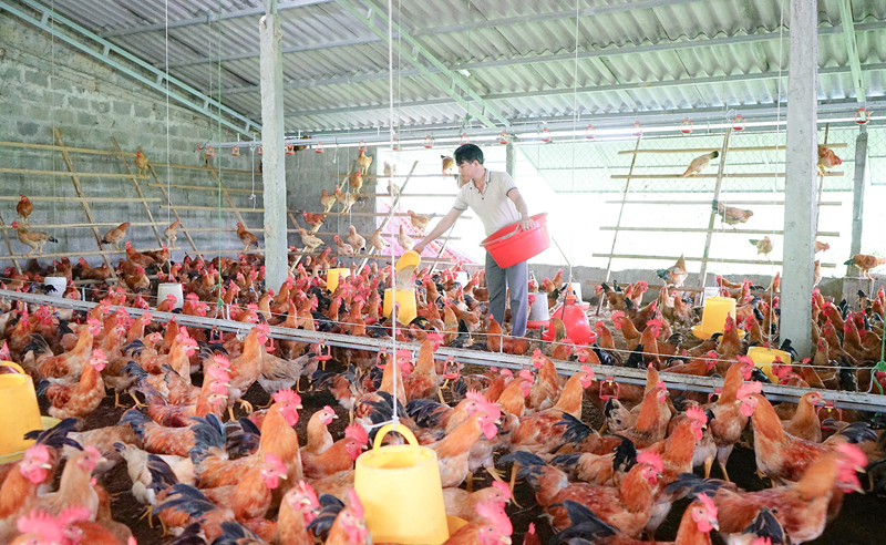 Triển khai linh hoạt các giải pháp chăn nuôi