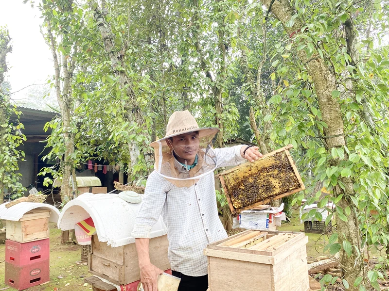Phát triển mô hình nuôi ong lấy mật ở xã Vĩnh Hòa