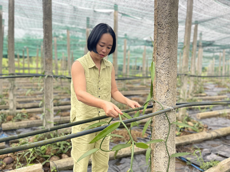 Vanilla, cây trồng mới triển vọng trên đất Quảng Trị