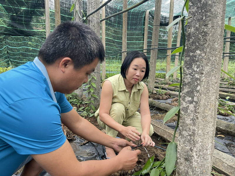 Vanilla, cây trồng mới triển vọng trên đất Quảng Trị