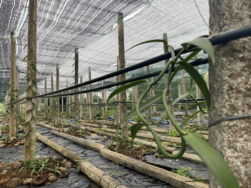 Vanilla, cây trồng mới triển vọng trên đất Quảng Trị