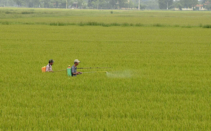 Tập trung chăm sóc lúa hè thu