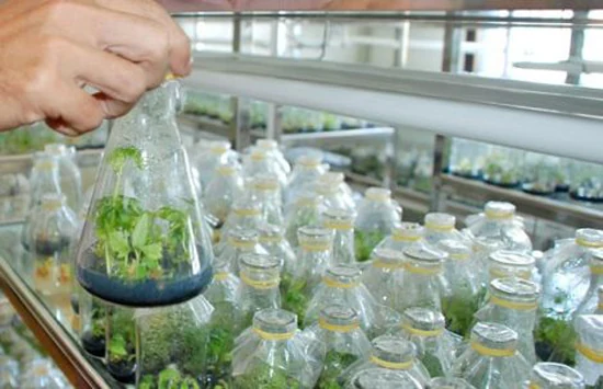 Phát triển và ứng dụng công nghệ sinh học để thúc đẩy nông nghiệp phát triển bền vững