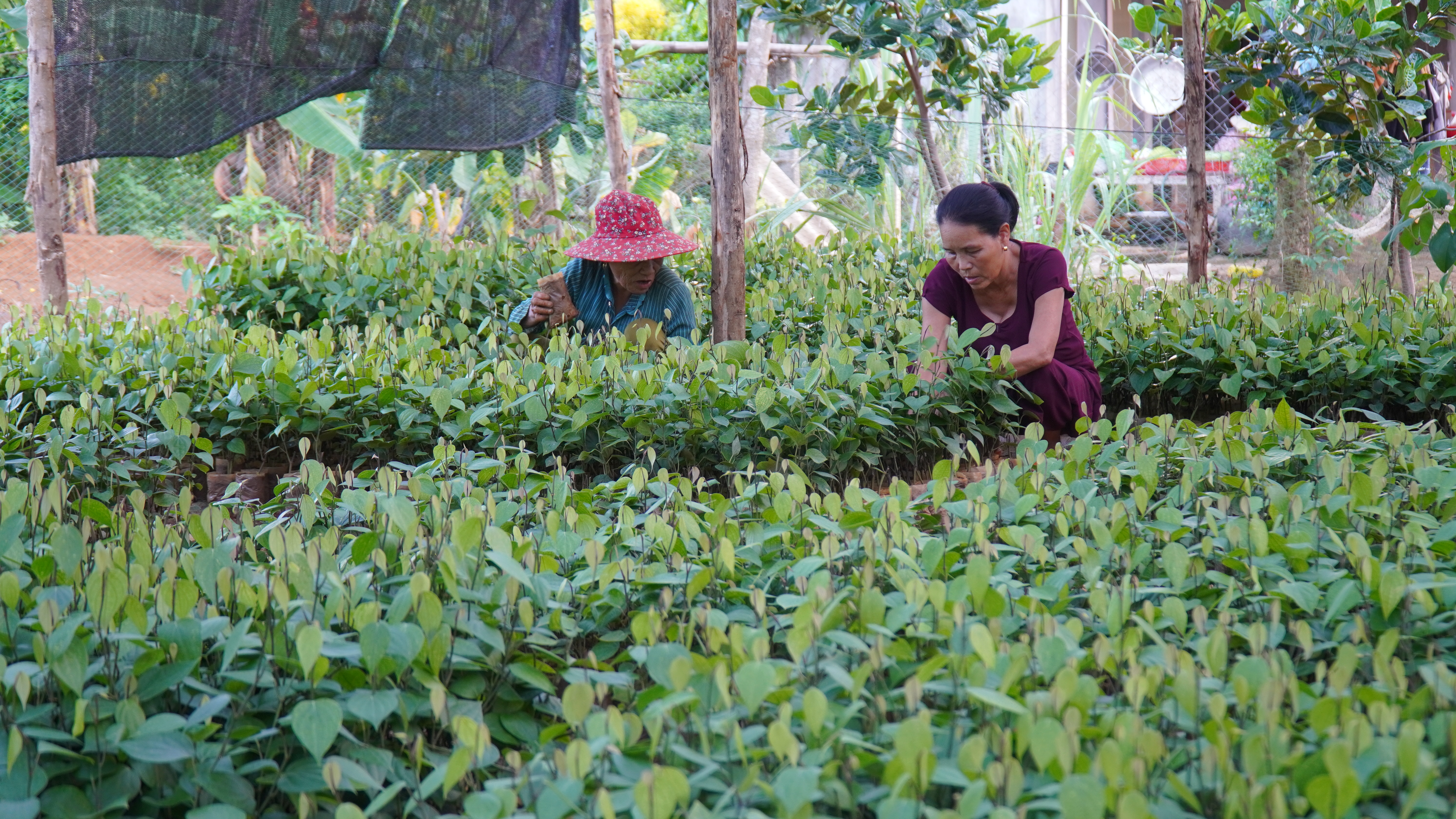 Triển khai dự án liên kết chuỗi hồ tiêu tại huyện Cam Lộ và Vĩnh Linh