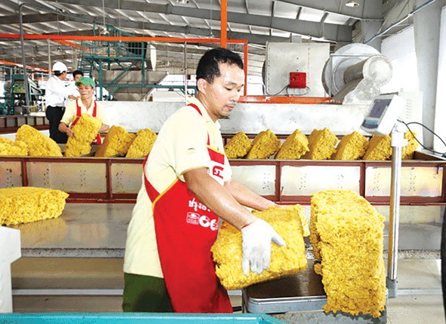 Liên kết sản xuất, tạo đầu ra bền vững cho gỗ rừng trồng và cao su