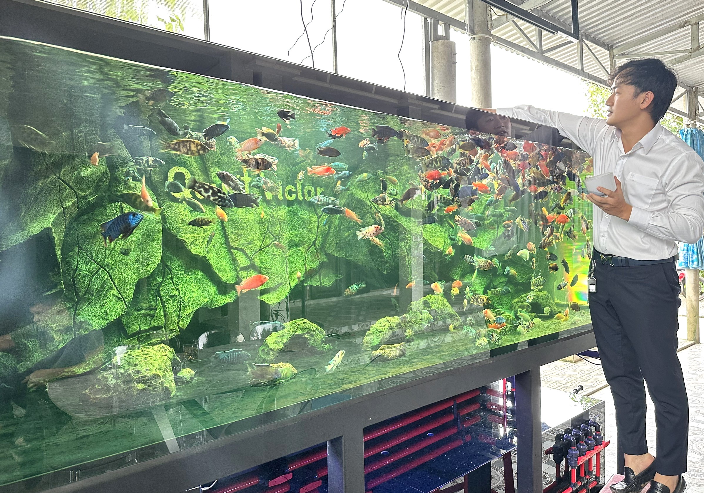 “Bén duyên” với cá Ali
