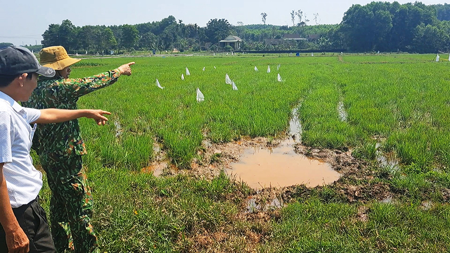 Người dân bức xúc trước tình trạng đàn trâu thả rông phá hoại cây trồng ở thôn Phú Hưng