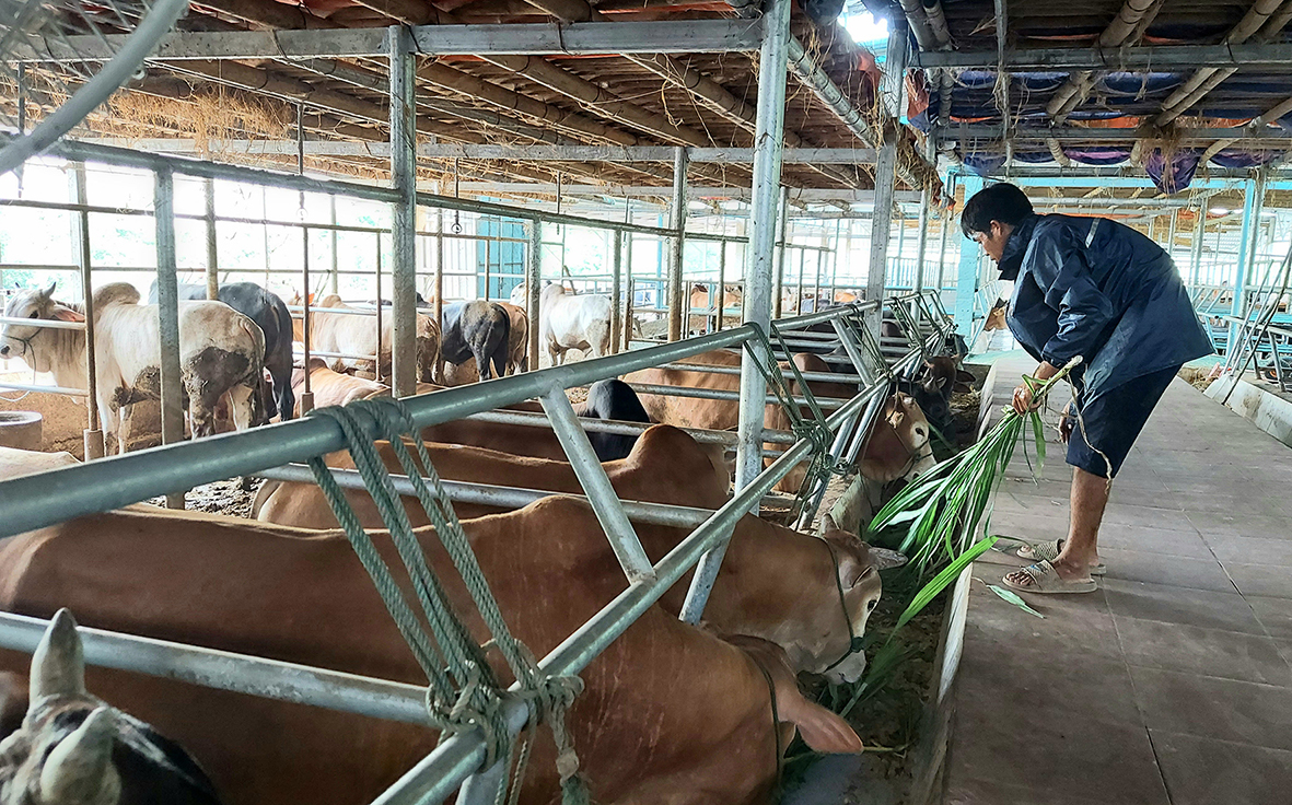 Kết quả nổi bật từ các chính sách phát triển nông nghiệp ở Hướng Hóa