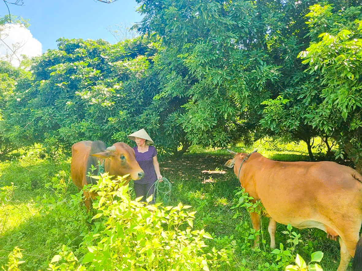 Lao động tự do ở Lao Bảo chủ động chuyển đổi sinh kế