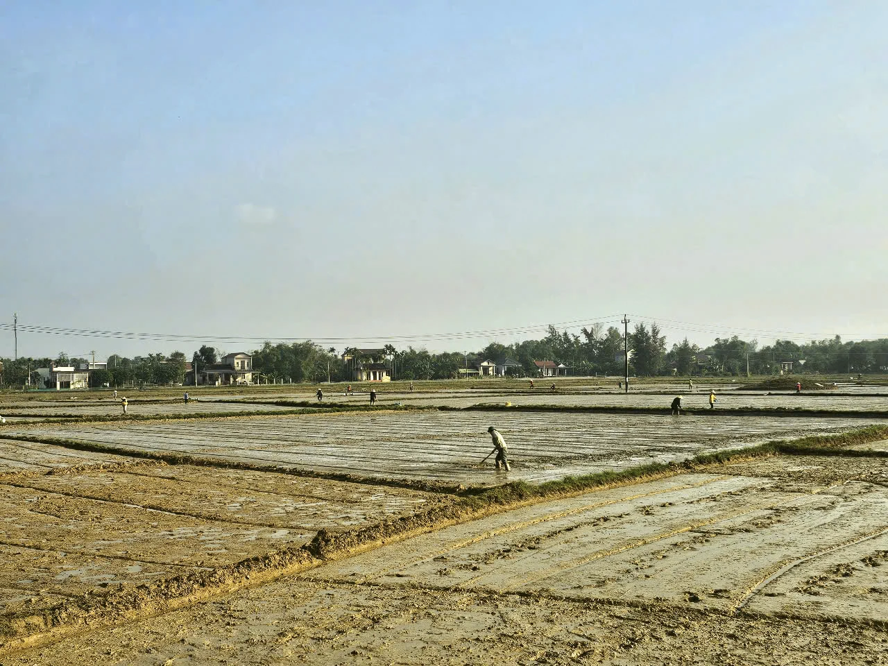 Làng lúa bên cạnh làng hoa
