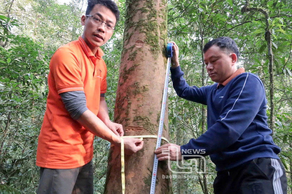 “Vén màn” bí ẩn chè cổ núi Tam Đảo thuộc địa phận Thái Nguyên - Kỳ 1: Hành trình vượt núi