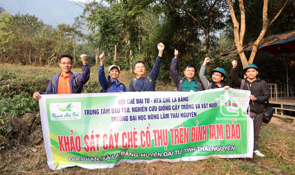 “Vén màn” bí ẩn chè cổ núi Tam Đảo thuộc địa phận Thái Nguyên - Kỳ 1: Hành trình vượt núi