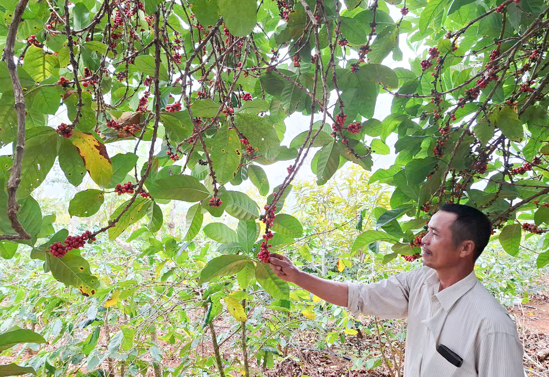 Hướng Phùng vẫy gọi