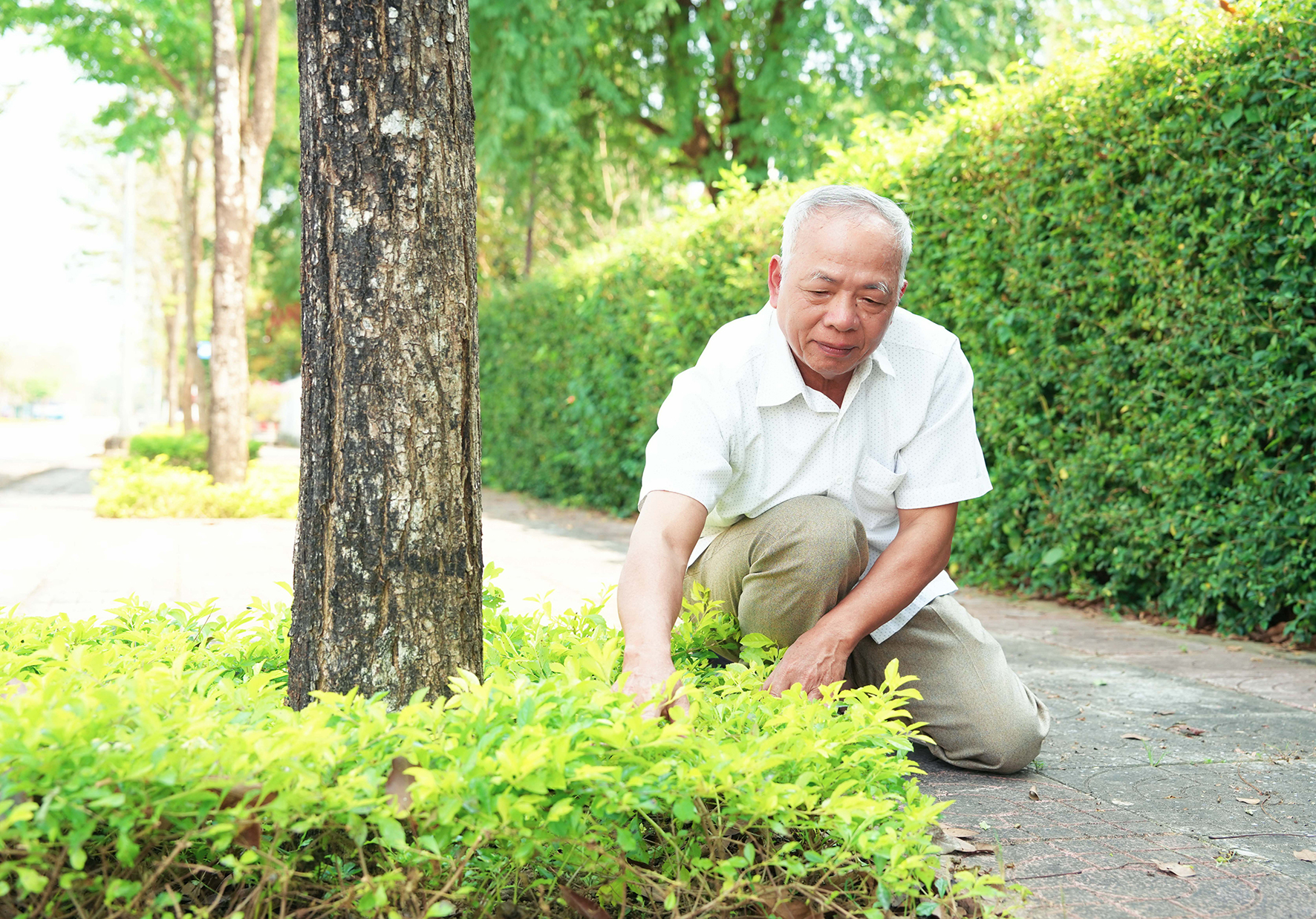 Người mang xuân về khu phố
