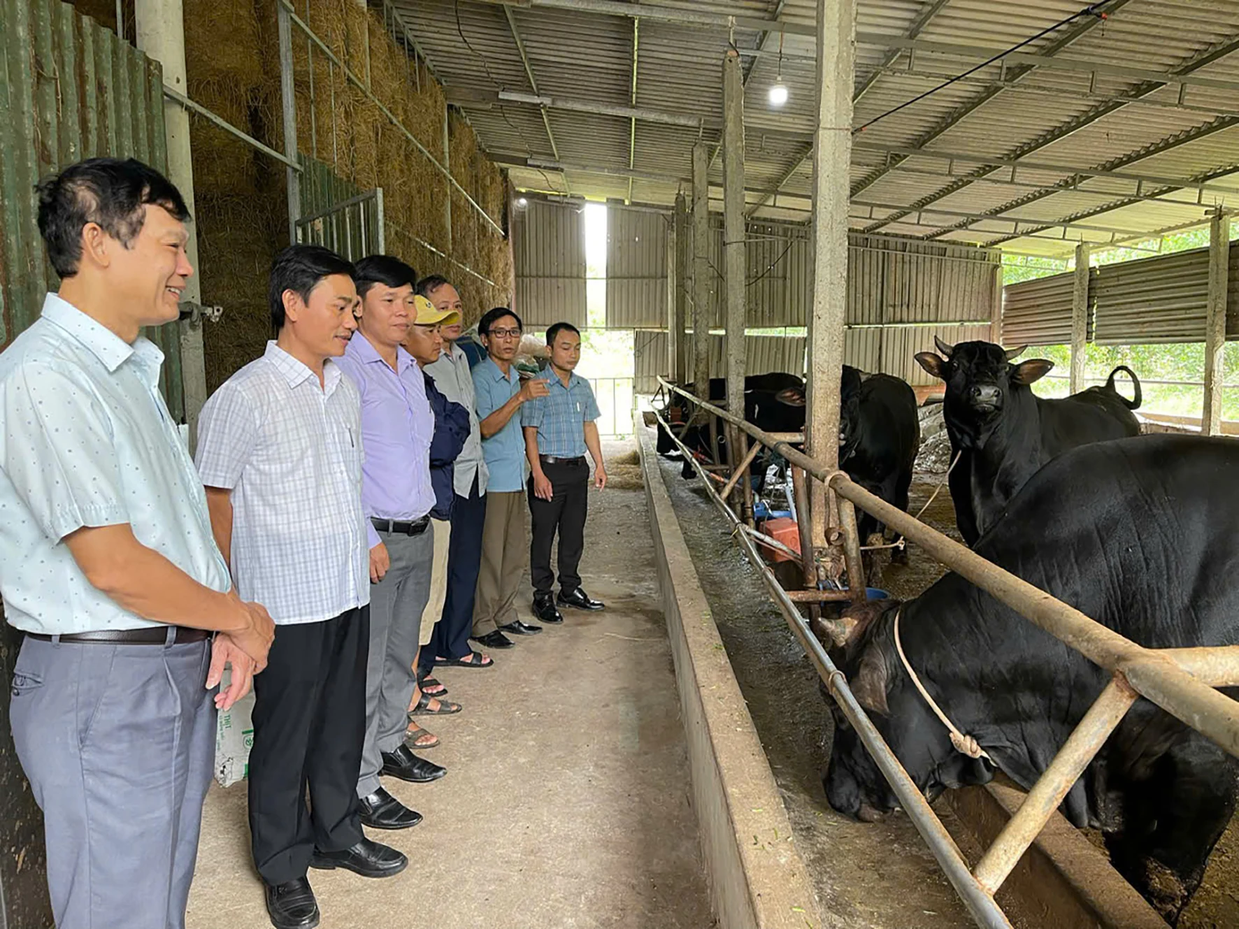 Kết quả khả quan từ mô hình nuôi bò thịt thâm canh