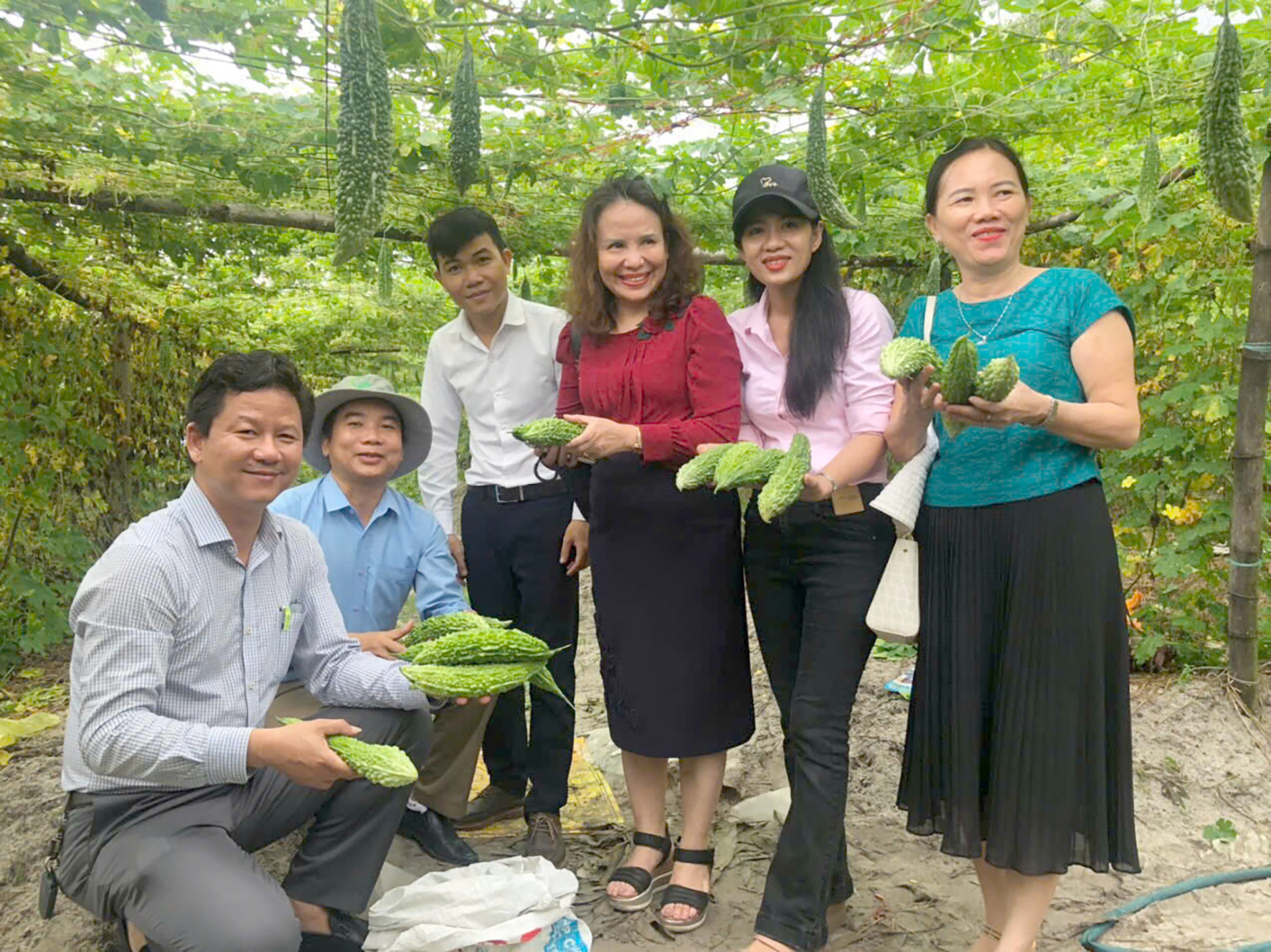 Hiệu quả trồng mướp đắng theo hướng canh tác tự nhiên ở xã Hải Dương