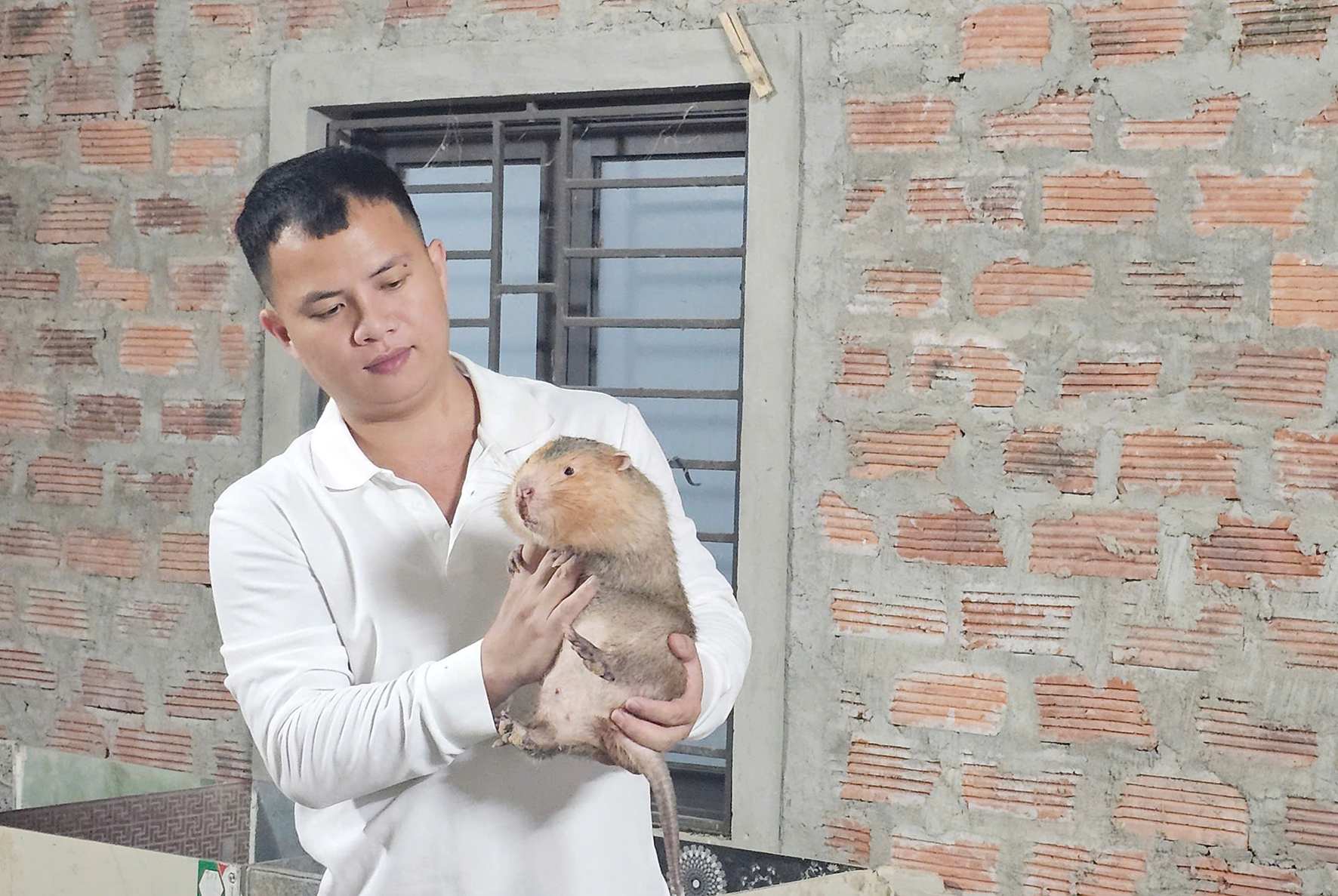 Phát triển kinh tế từ nuôi dúi