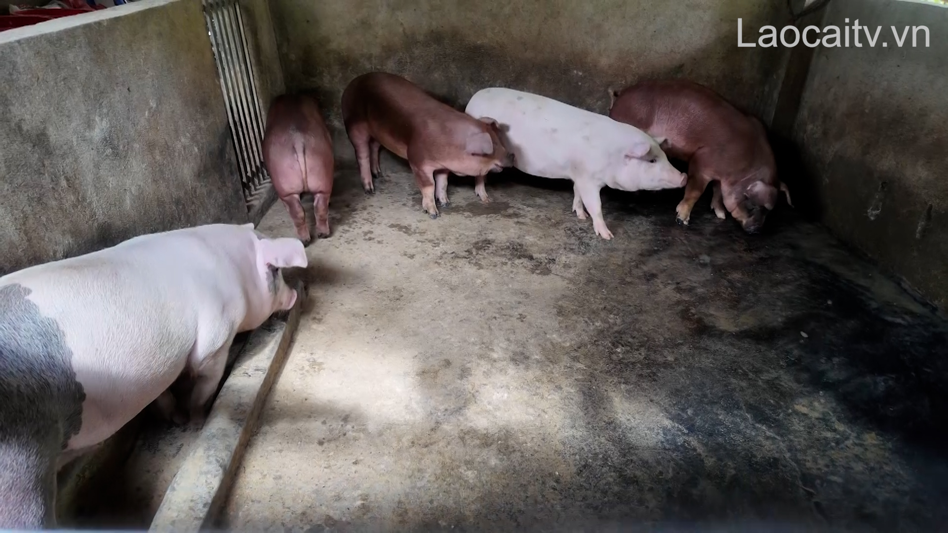 Đầu tư dự án khu chăn nuôi lợn giống và thương phẩm gần 948 tỉ đồng