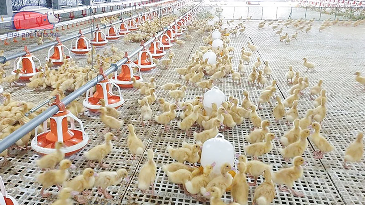 Ứng dụng tiến bộ kỹ thuật vào chăn nuôi vịt