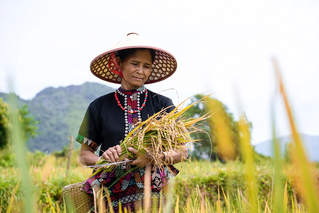 Phóng sự ảnh: “Mùa vàng” trên rẻo cao