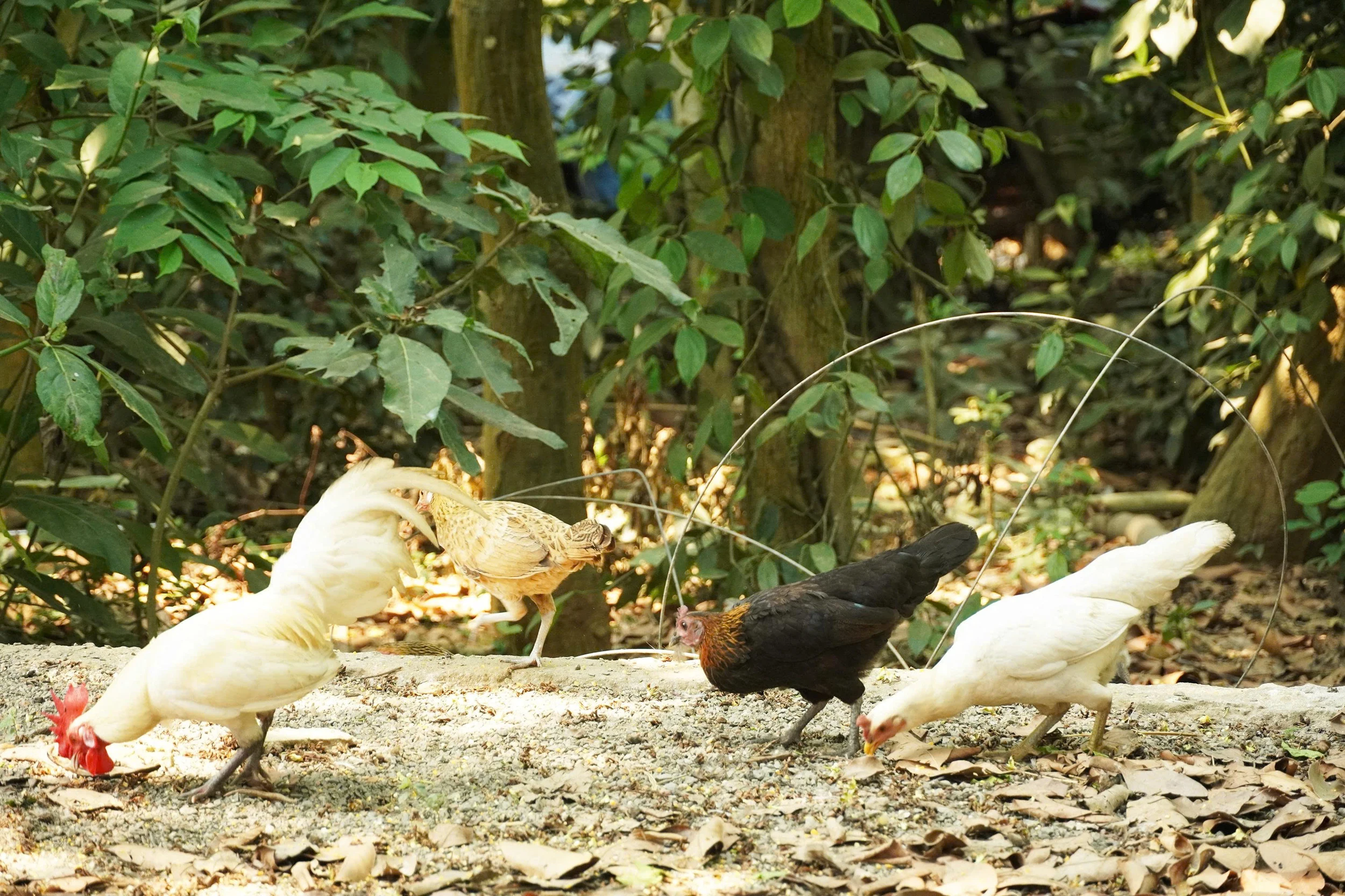 Kỹ nghệ thuần hóa gà rừng của lão nông bên dãy Hoành Sơn